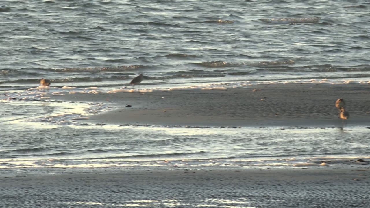 Small shorebirds foraging near a thin surf line.