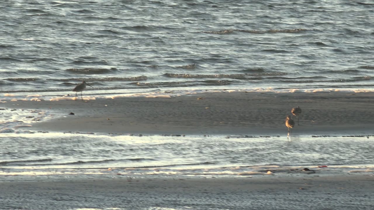Several shorebirds appear spread across wet sand and shallow water in San Carlos, Baja California Sur, with rippled ocean texture filling the background and no visible people.
