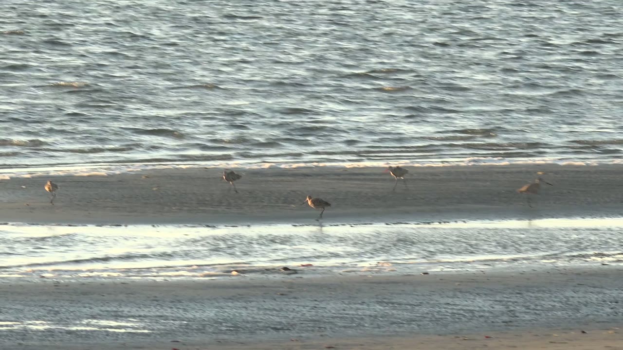 Shorebirds are spaced across a wet sandbar at San Carlos, Baja California Sur, with rippled ocean water behind them and no visible people.