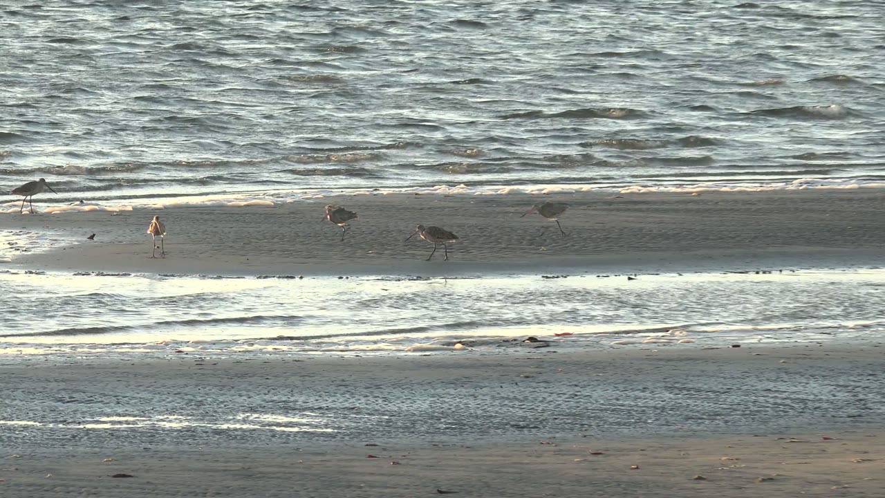 Wading birds move along the shallow shoreline.