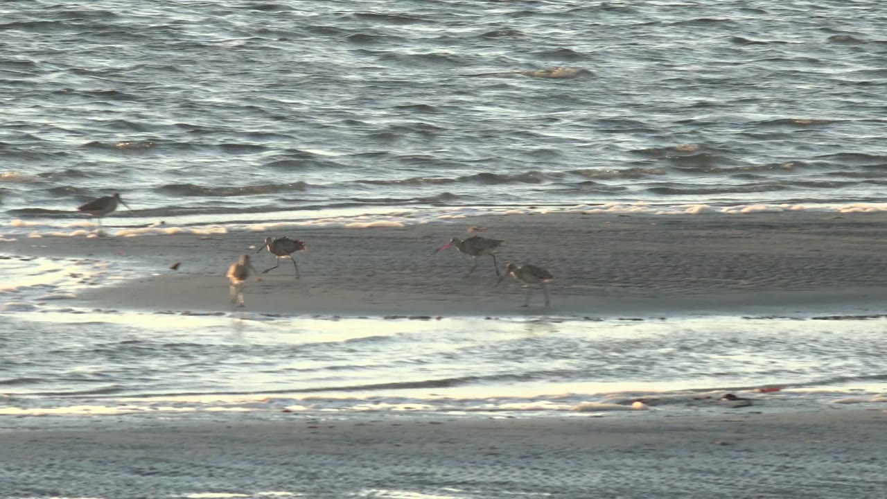 Shorebirds forage near small waves on a dark wet sandbar in San Carlos, Baja California Sur, with textured blue-gray water in the background and no visible people.