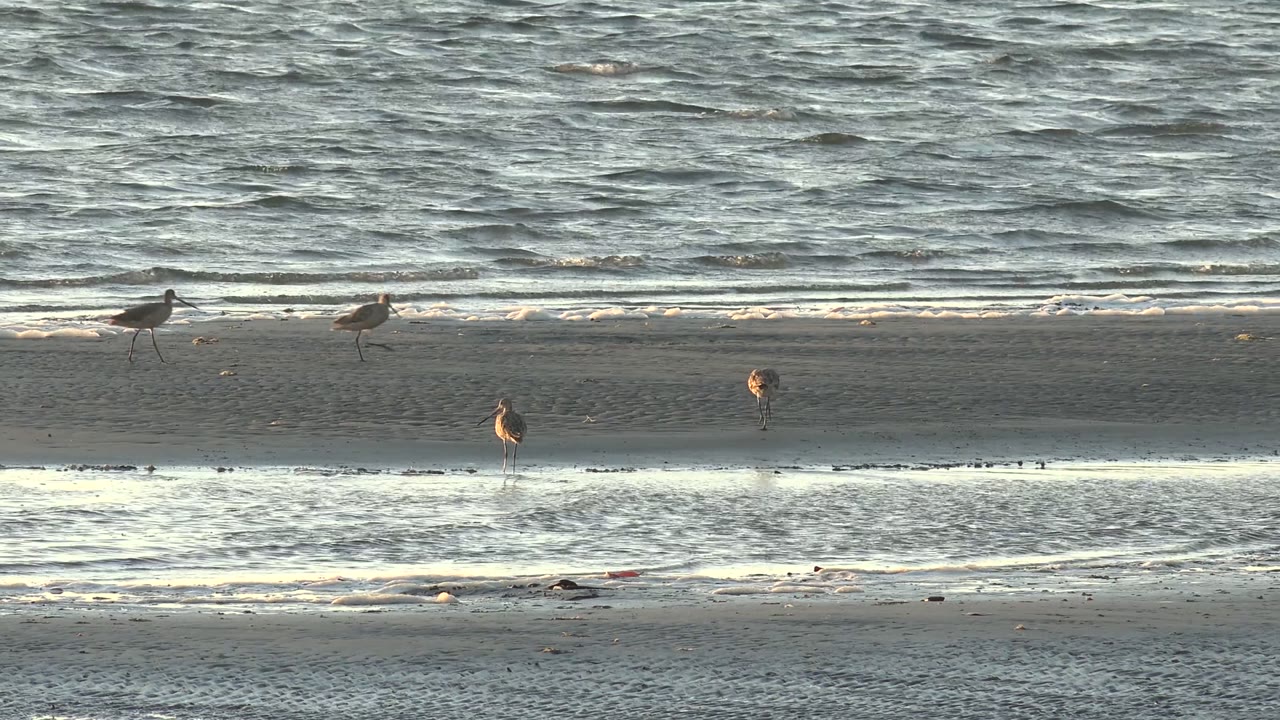 Shorebirds spread across a wet low-tide sand bar in San Carlos, Baja California Sur, with shallow water and ocean waves behind them and no visible people.