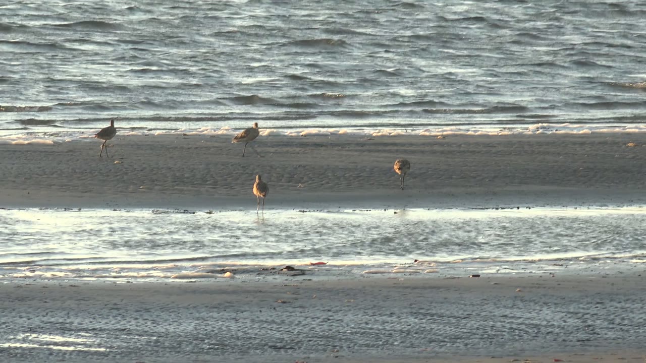 Birds standing and walking along a narrow sand bar.