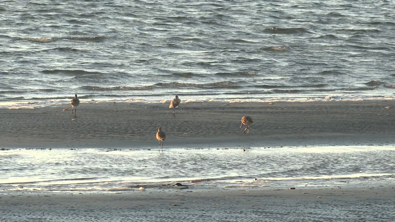 Shorebirds remain scattered across rippled wet sand in San Carlos, Baja California Sur, with low ocean waves rolling behind the sand flat and no visible people.