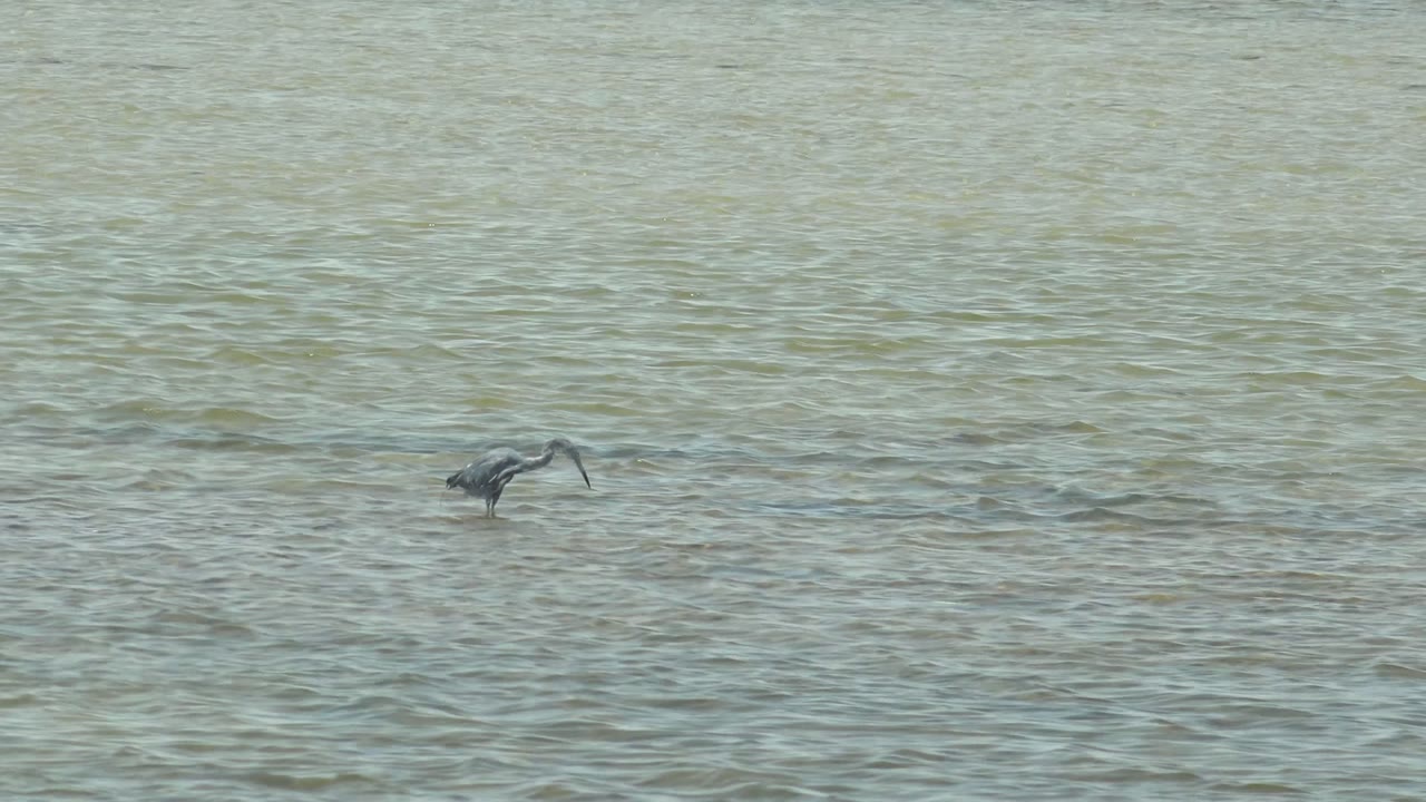 A heron in Guerrero Negro, Baja California Sur bends low with its beak near the shallow rippled water, with no visible people.