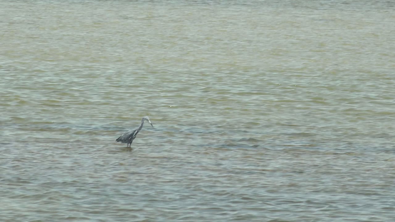 Heron lifting its head in shallow water