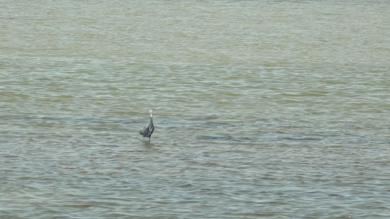 A heron stands upright in the right side of a wide Guerrero Negro water frame, surrounded by small ripples and no visible people.