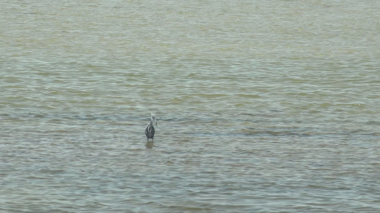 Gray heron stands alone in shallow rippled water in Guerrero Negro, Baja California Sur, Mexico, with no visible people.