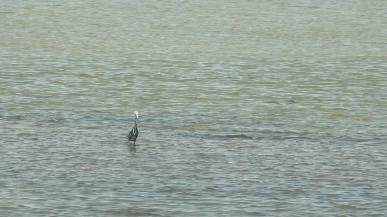 Heron upright in calm shallow water with small waves.