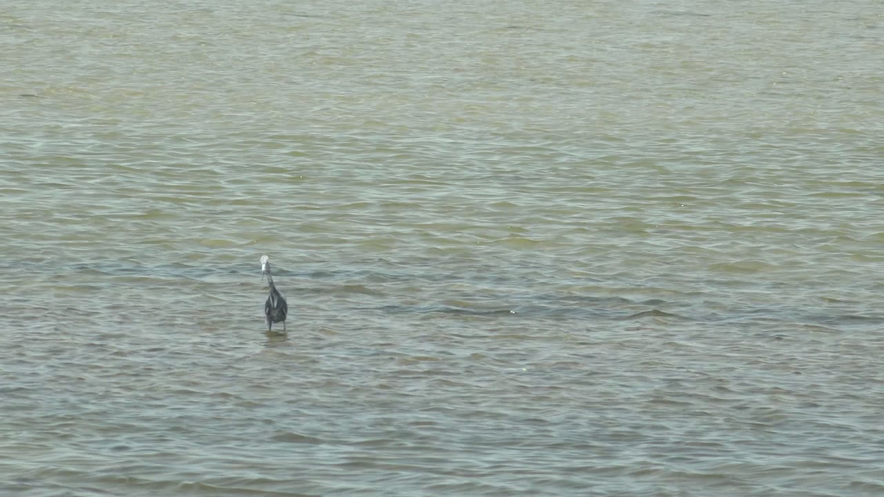 Solitary gray heron stands in pale shallow water in Guerrero Negro as ripples spread across the background, with no visible people.