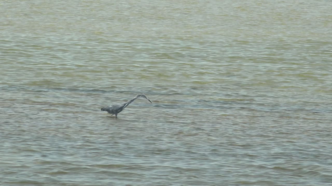 A dark heron stands in pale rippled water at Guerrero Negro, Baja California Sur, with its neck extended forward and no visible people.
