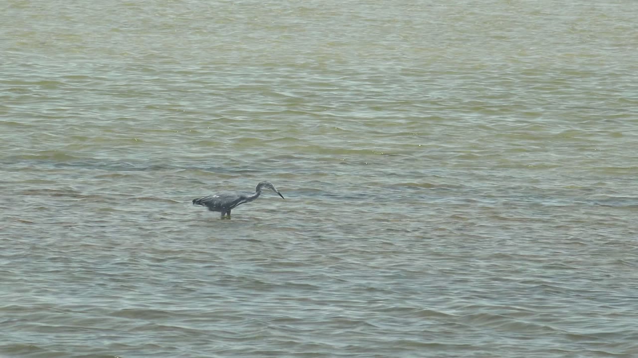 Heron leaning forward over shallow water