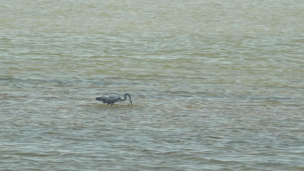 A dark heron lowers its head close to the shallow water in Guerrero Negro, with small wave texture around the bird and no visible people.