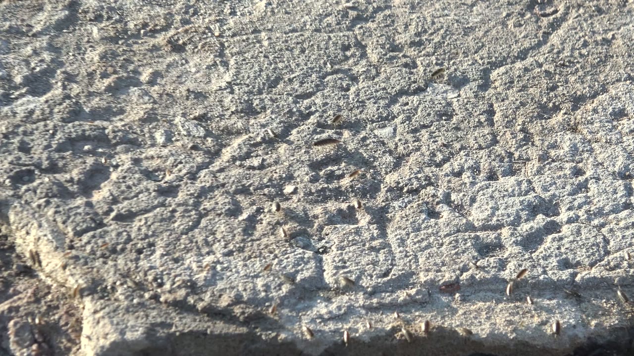 Small insects scattered across rough gray concrete in Mulege, Baja California Sur, with no visible people.