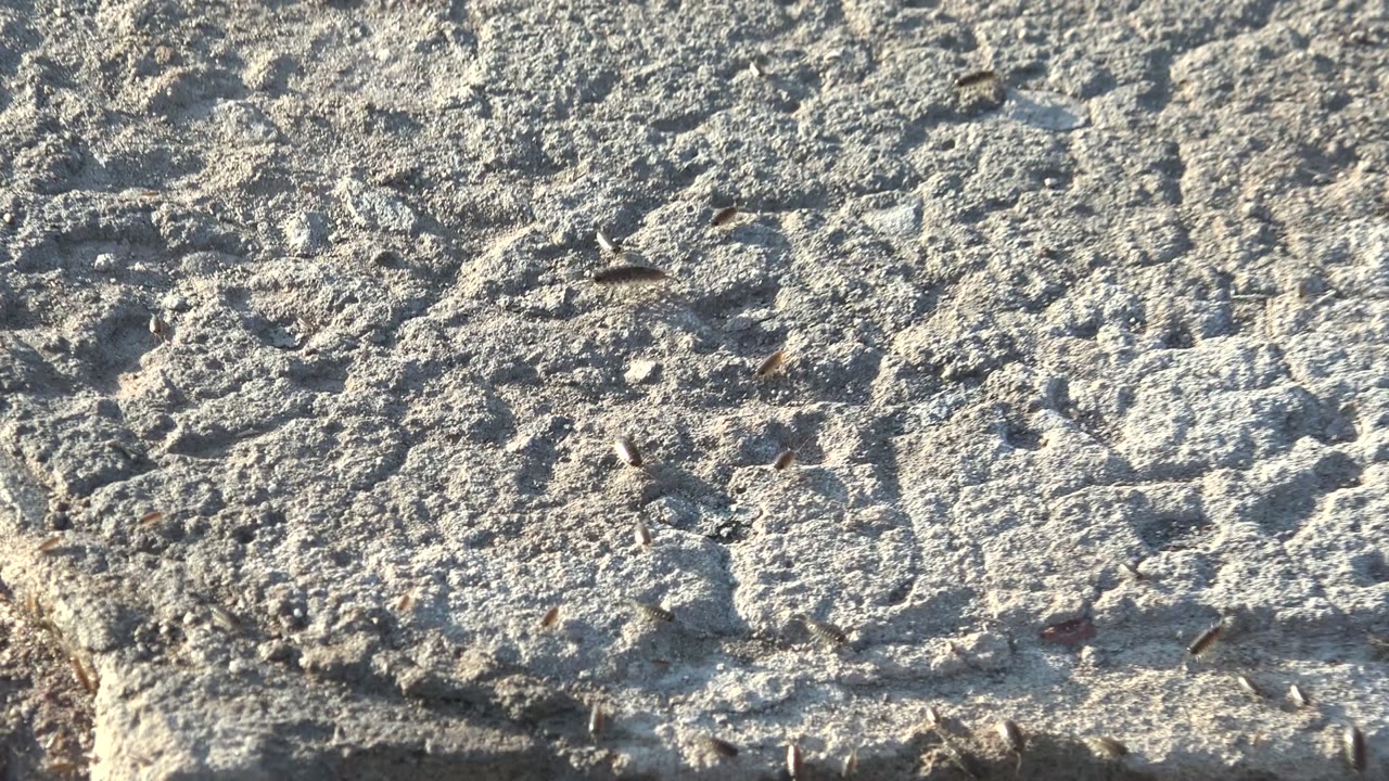 Insects crawling over pitted concrete