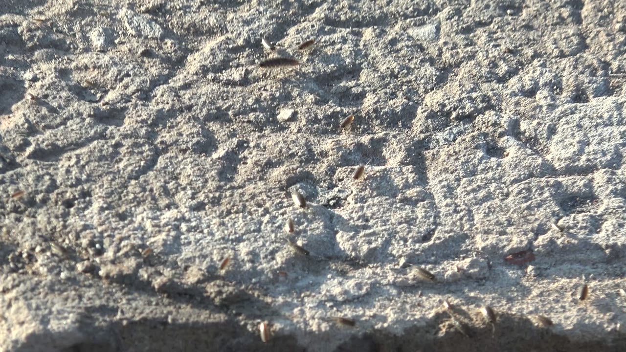 Several small insects are visible on textured concrete in Mulege, Baja California Sur, with bright side light and no visible people.