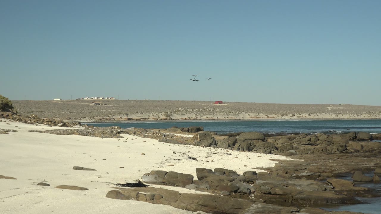 Birds crossing clear sky above rocky beach and blue water