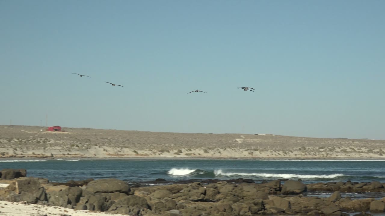 Several birds fly across a clear sky over rocky coastal waters in La Bocana, Baja California Sur, with small waves and no visible people.