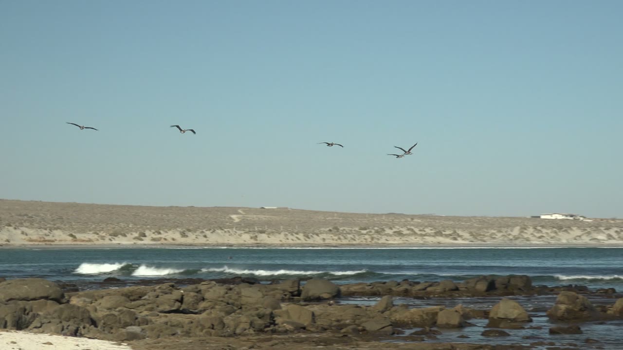 Seabirds over waves and dark rocks along a low coastline.