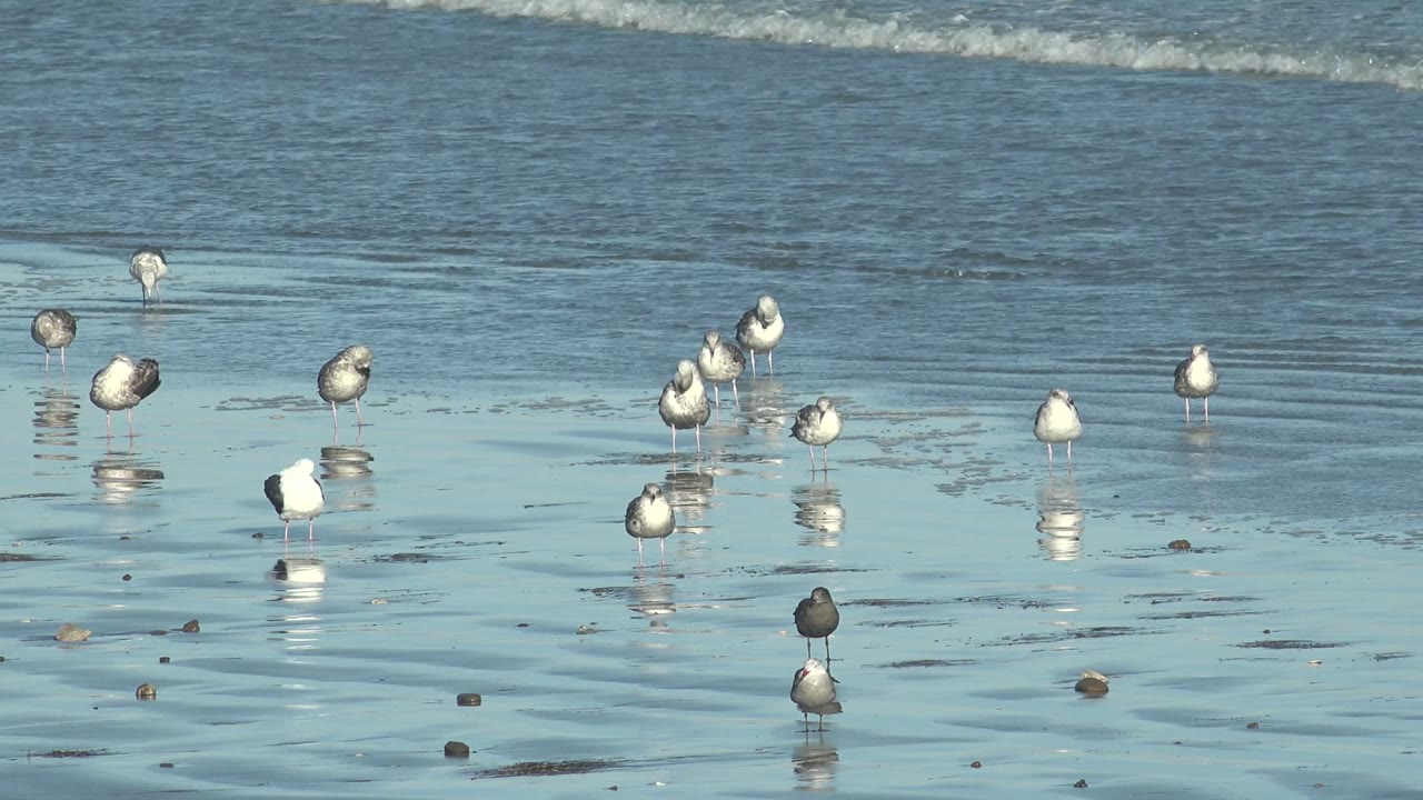 Seagulls stand spread across reflective wet sand at La Bocana, Baja California Sur, with low ocean waves in the background and no visible people.
