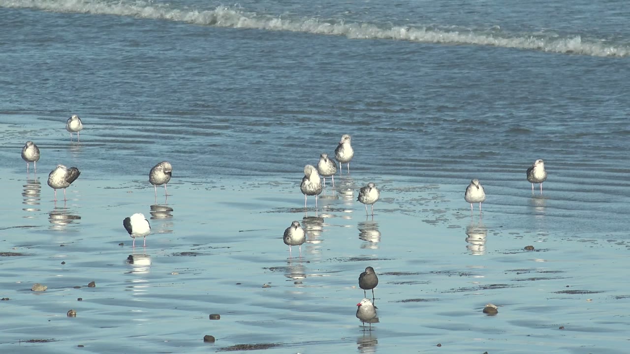 Seagulls wading on wet beach as a wave line sits behind them.