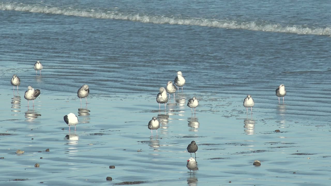 A wider cluster of seagulls stands near the center of the La Bocana shoreline, reflected in shallow rippled water with no visible people.