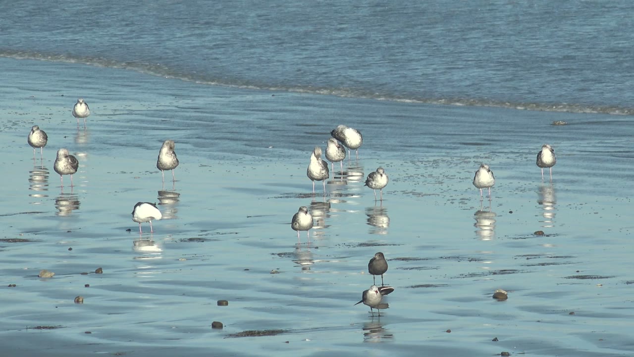 Shorebirds stand in shallow reflective water at La Bocana, Baja California Sur, with a darker water band behind them and no visible people.
