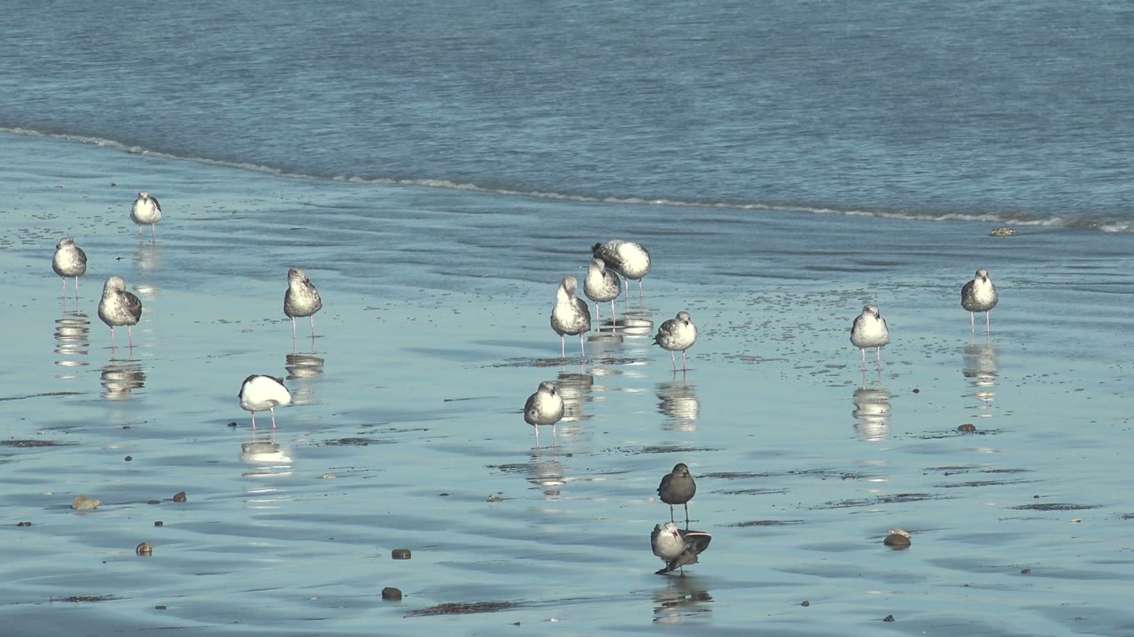Shorebirds wading on wet sand with reflections.