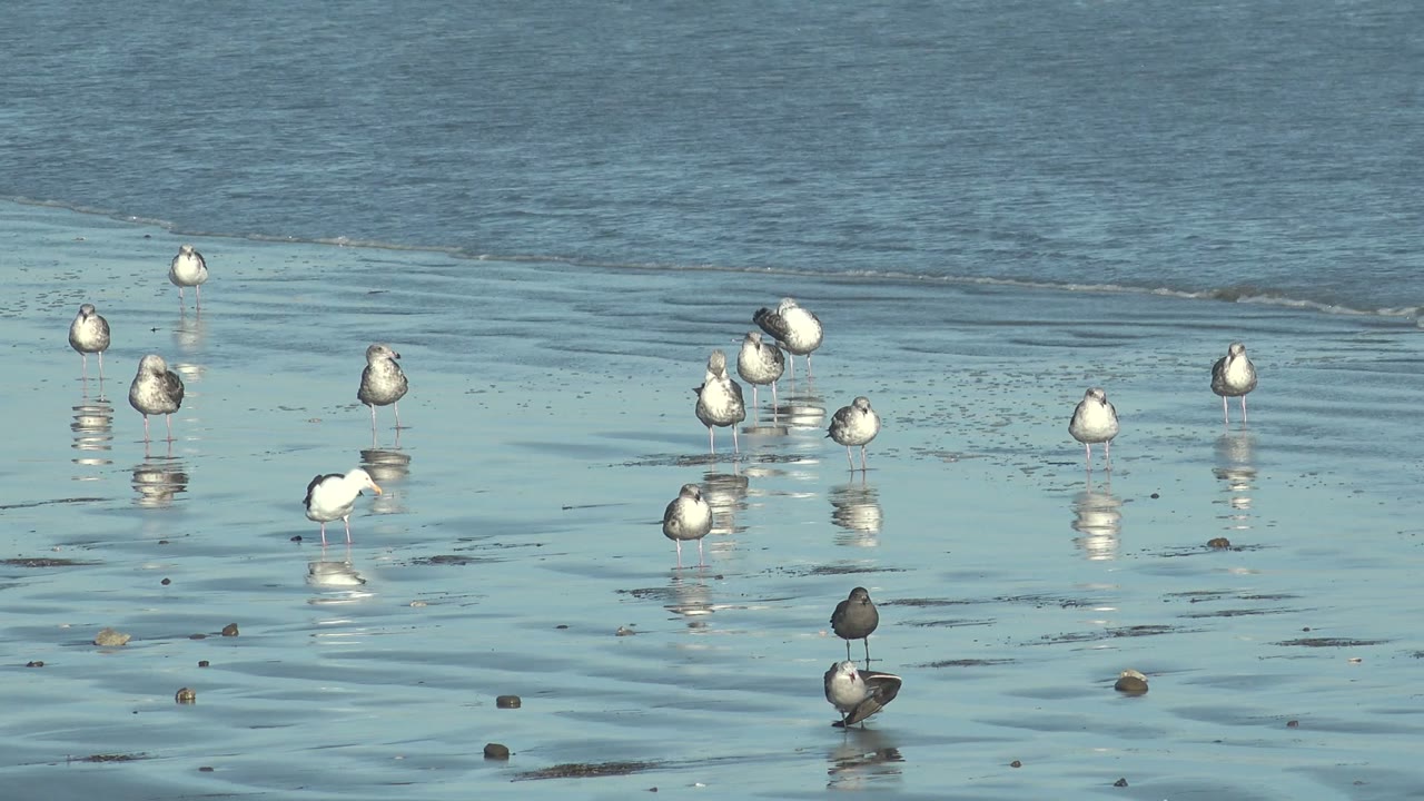 A loose cluster of shorebirds stands in pale blue shallow water at La Bocana, Baja California Sur, with small ripples and no visible people.