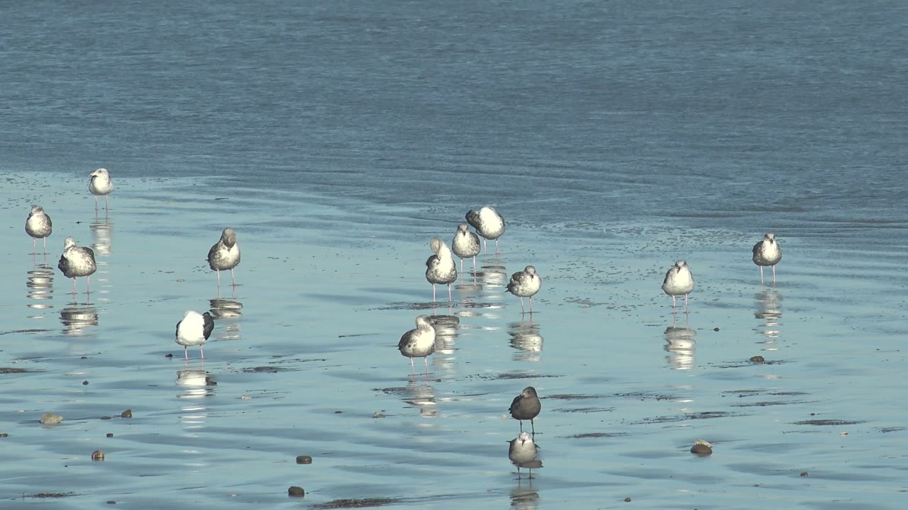Seabirds stand spaced across shallow reflective water at La Bocana, Baja California Sur, with a low band of surf behind them and no visible people.
