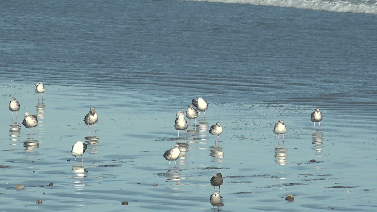 Seabirds on wet sand with rippled water and foam moving behind them.