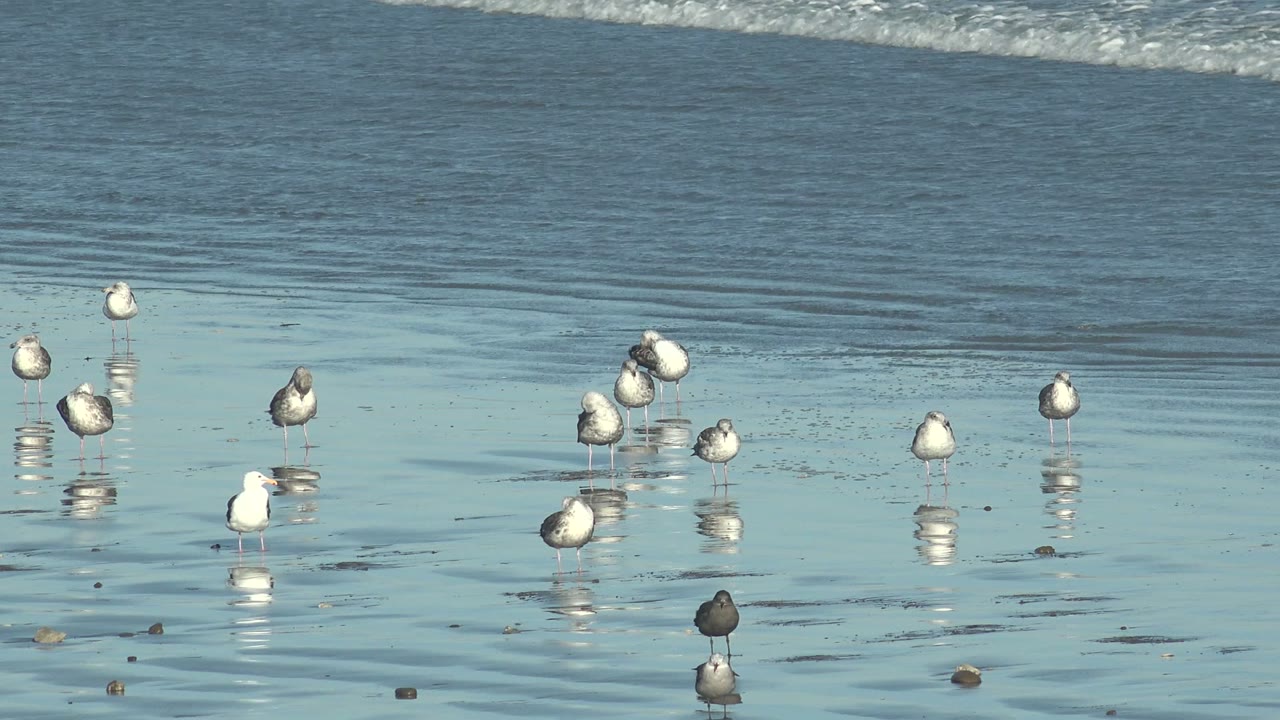 A loose cluster of seabirds stands in shallow La Bocana beach water, with mirror-like reflections, scattered stones, and no visible people.