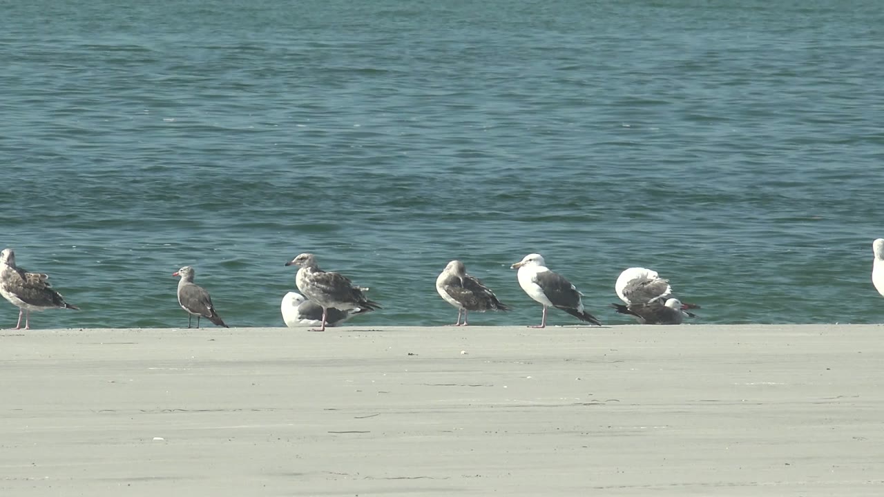 At 0:00 in La Bocana, Baja California Sur, seagulls stand in a long row on a pale concrete or sand-colored edge beside rippled blue-green water, with no visible people.