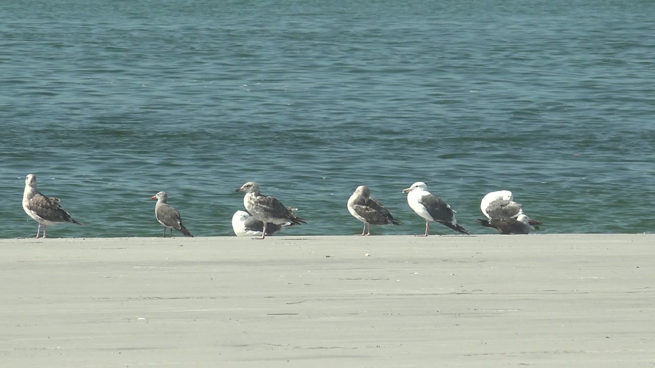 Seagulls remain along the water edge as small ripples move behind them.
