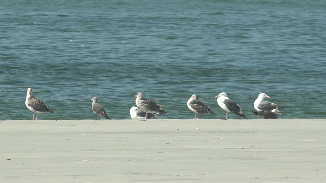 At 0:02 in La Bocana, Baja California Sur, the row of seagulls continues along the pale edge and a small yellow buoy is visible in the blue-green water behind them, with no visible people.
