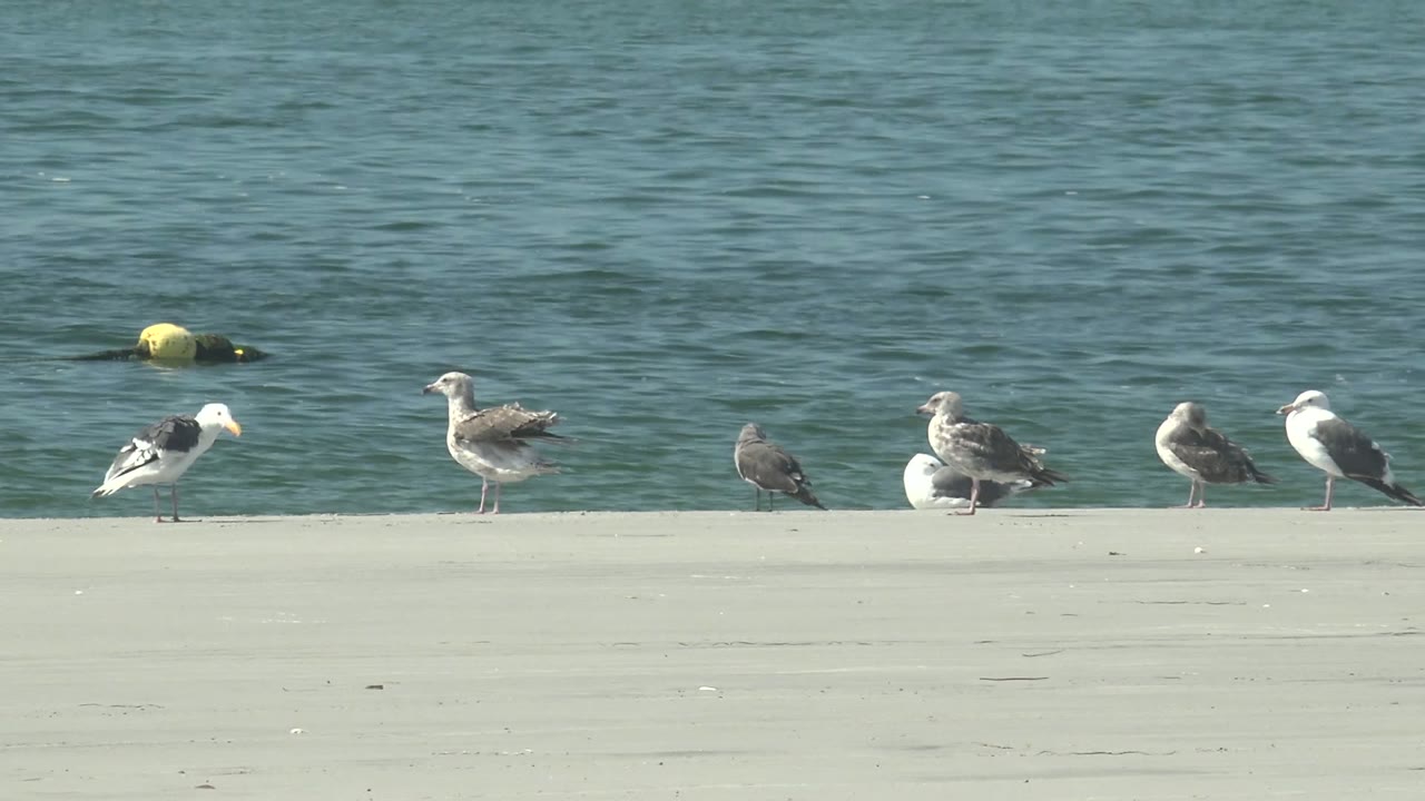 Seagulls line a concrete seawall in La Bocana, Baja California Sur, with rippled blue green water behind them and no visible people.