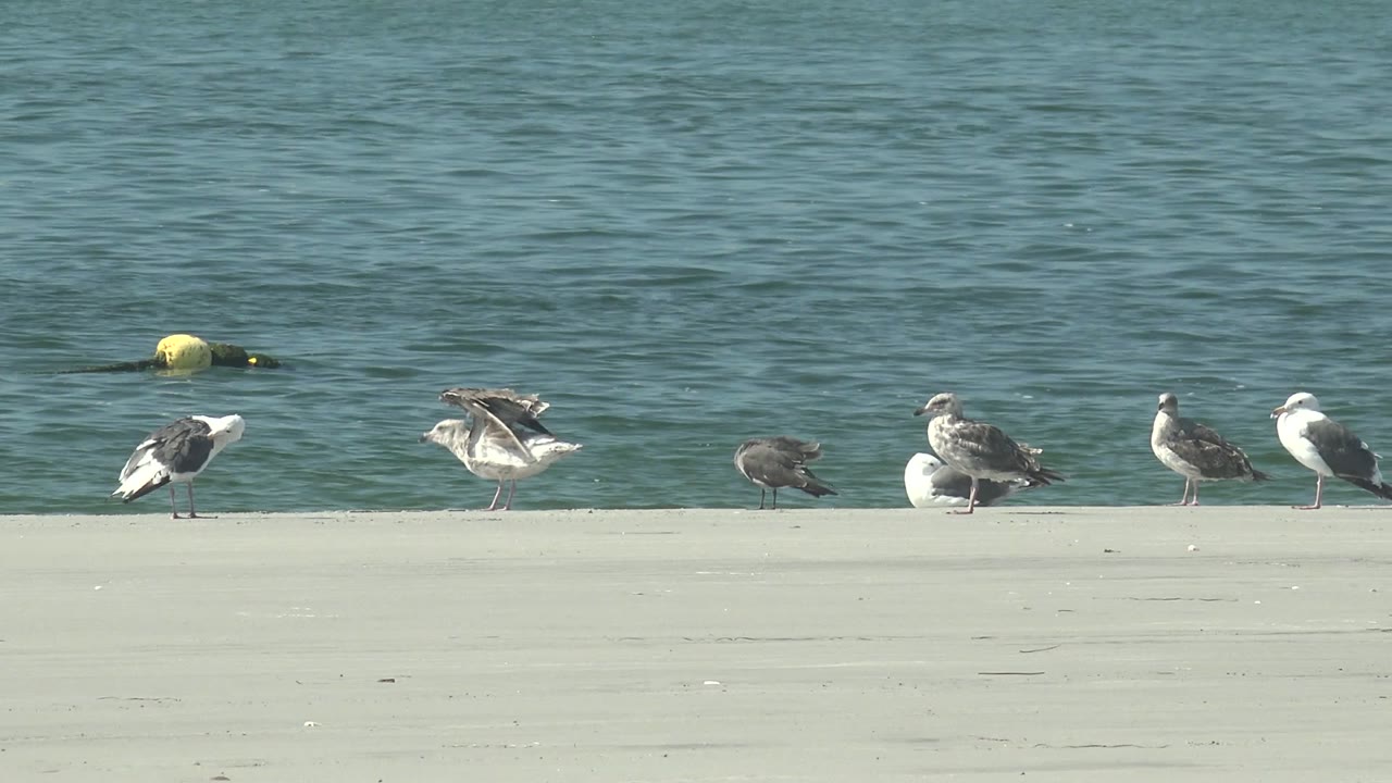 A seagull flaps its wings among other birds on the seawall.