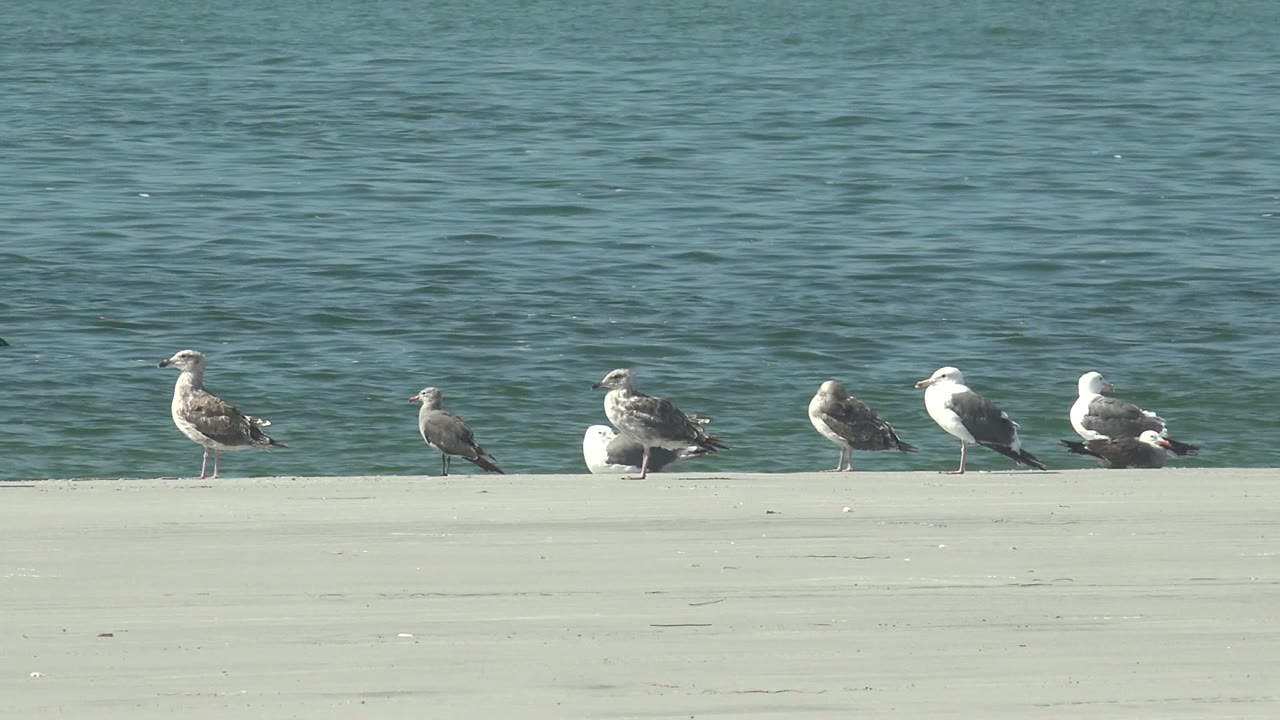 At 0:00, seagulls stand along a pale concrete edge in La Bocana, Baja California Sur, with rippled blue-green water behind them and no visible people.