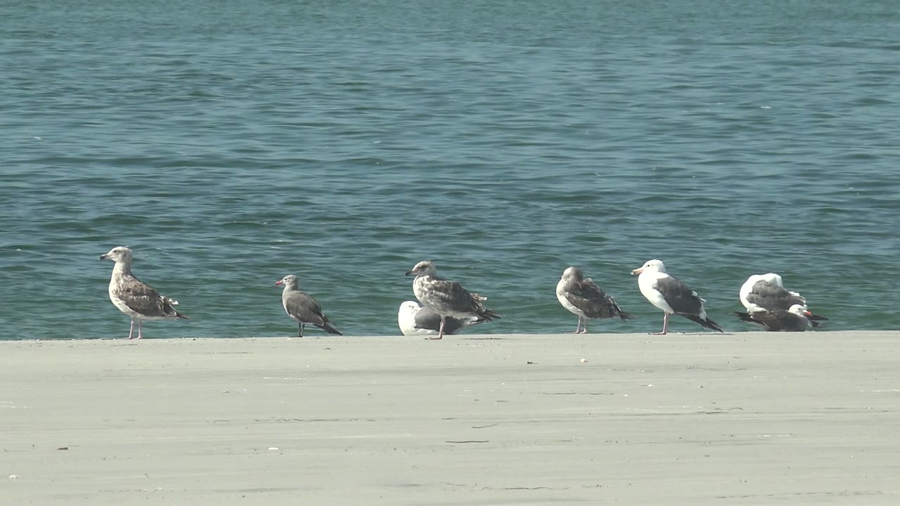 Seagulls remain perched along the ledge with water behind them.