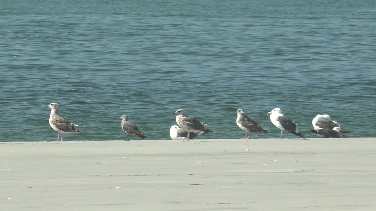 At 0:02, gray and white seagulls cluster on the waterfront concrete in La Bocana, Baja California Sur, with textured water behind and no visible people.