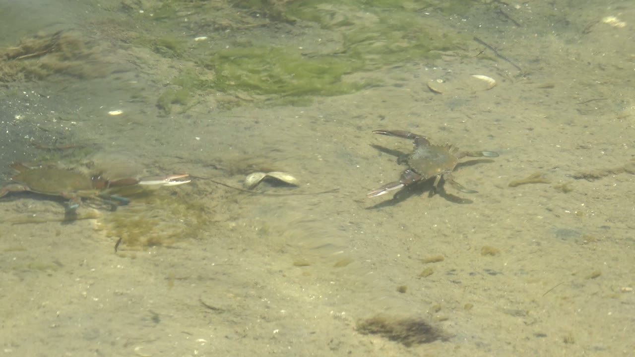 Crabs rest and crawl across a pale sandy bottom in shallow clear water at Guerrero Negro, Baja California Sur, with green algae and no visible people.