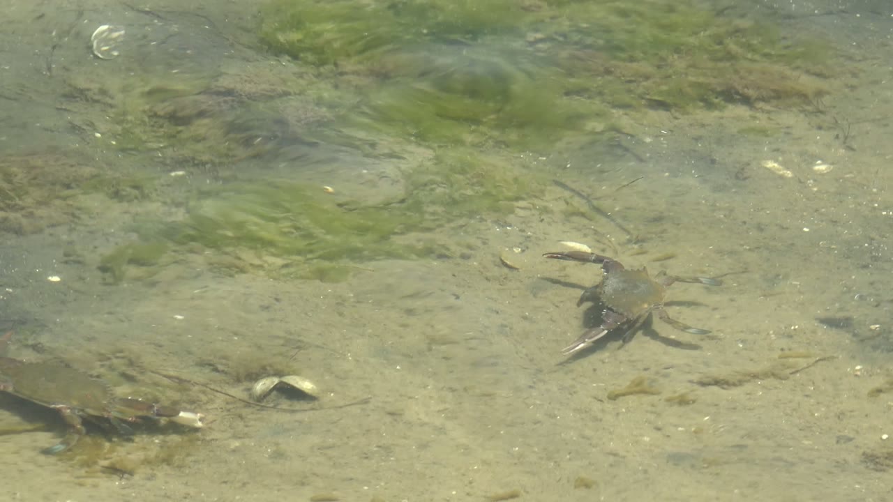 Several crabs spaced across shallow sandy water