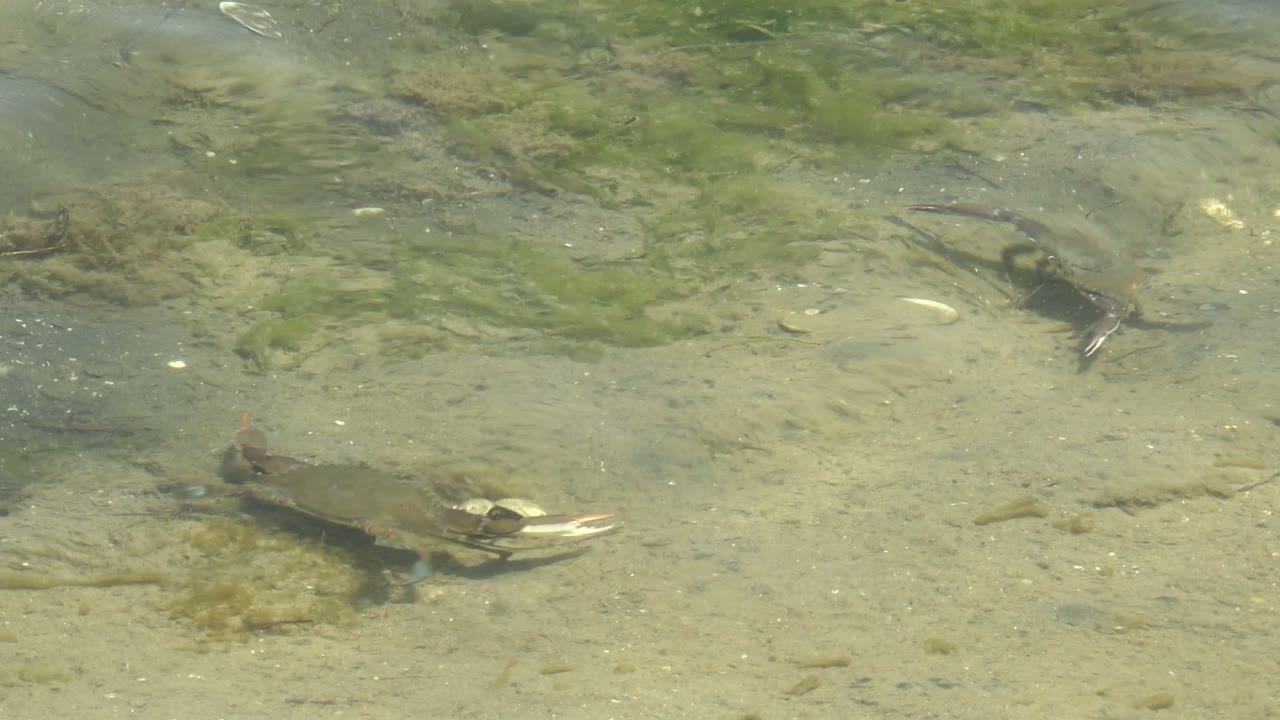 A crab crawls near green algae over the sandy bottom in Guerrero Negro, Baja California Sur, while the clear water shows light ripples and no visible people.
