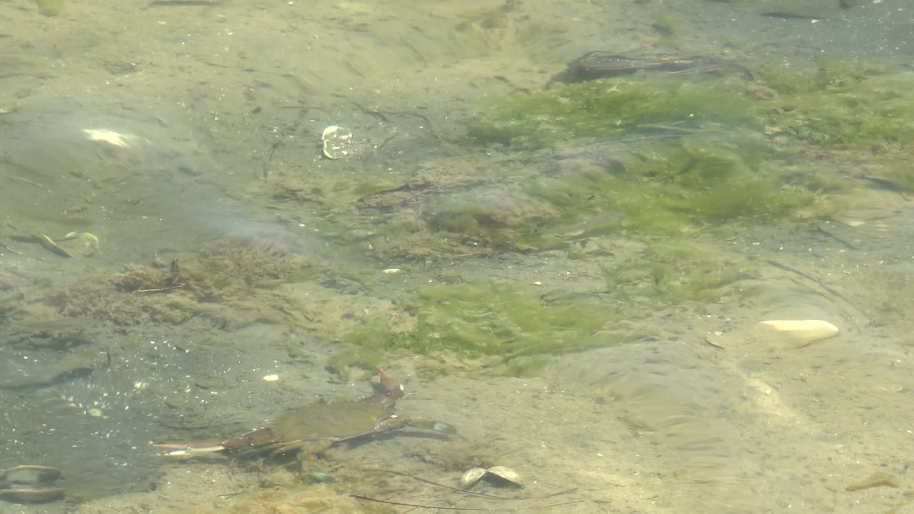 At 0:00 in Guerrero Negro, Baja California Sur, a turtle sits near the lower left of clear shallow water with small fish, sand, rocks, green algae, and no visible people.