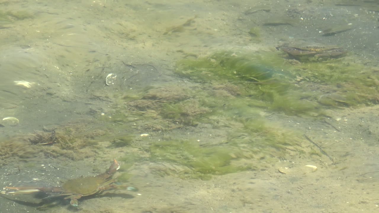 Turtle near algae with small fish crossing shallow water.