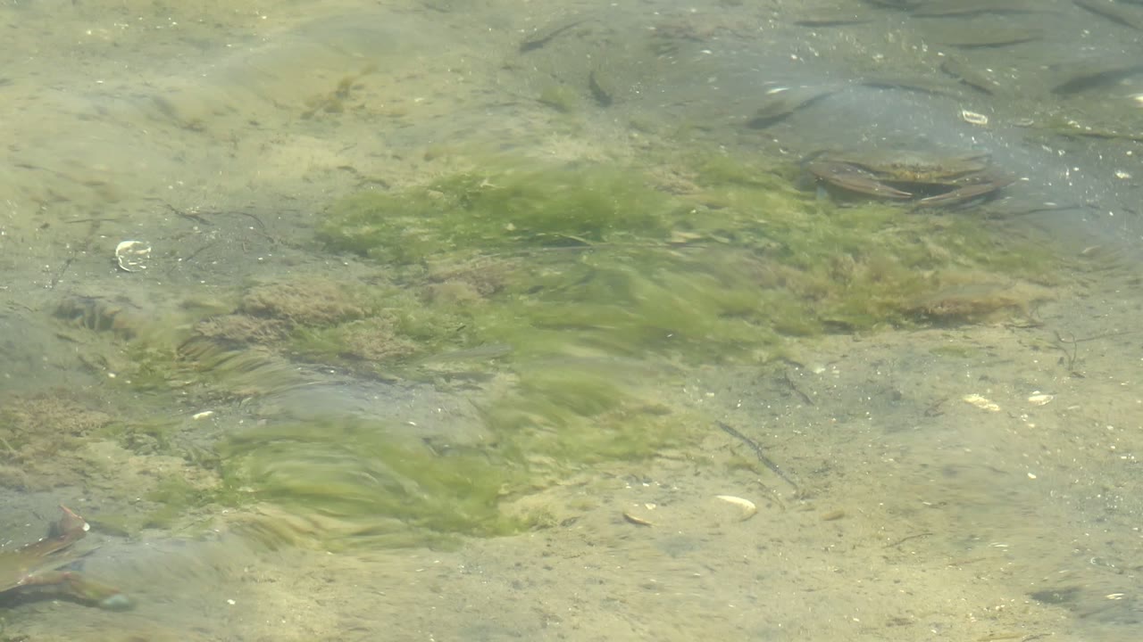 At 0:02 in Guerrero Negro, Baja California Sur, the turtle appears near the center of the frame on pale sand, with small fish, algae, stones, and no visible people.