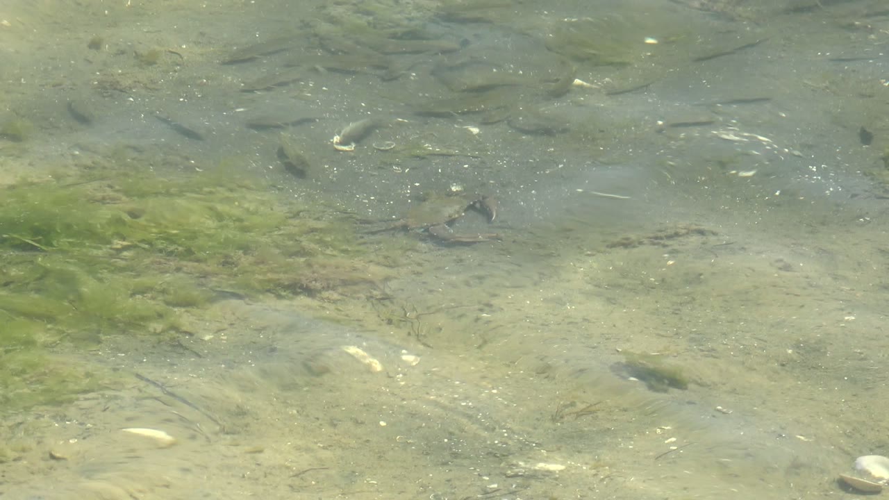 Small turtle appears near the center of clear shallow water in Guerrero Negro, Baja California Sur, with small fish, sandy bottom, green algae, shell fragments, and no visible people.