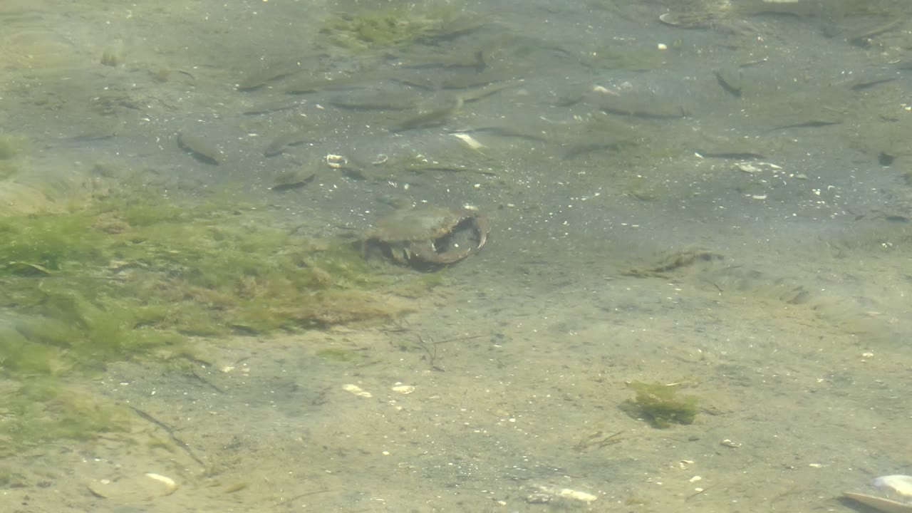 Turtle slightly farther right in shallow water with fish and algae.