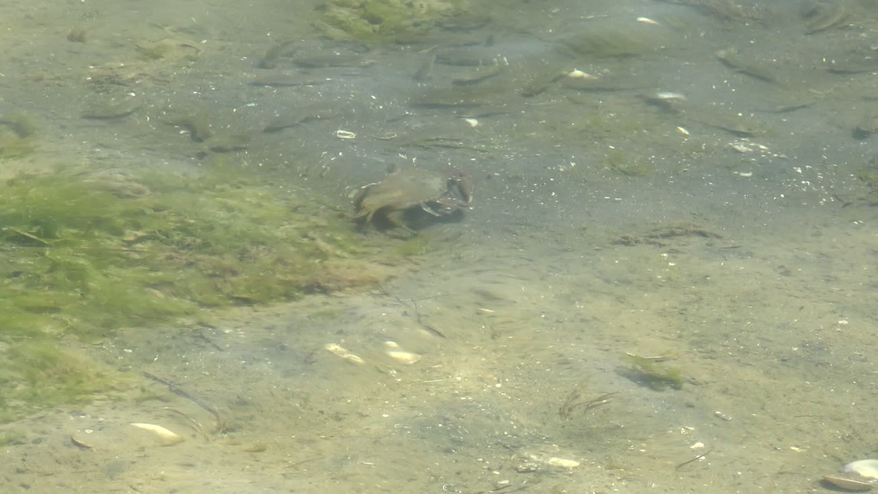 A small turtle remains visible near a green algae patch in the clear shallow water of Guerrero Negro, Baja California Sur, with scattered fish and no visible people.