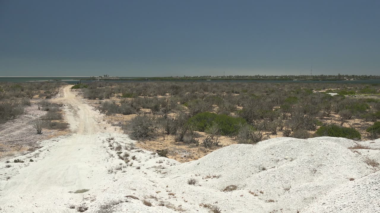 Pale dirt road beside low desert shrubs and white sand mounds.